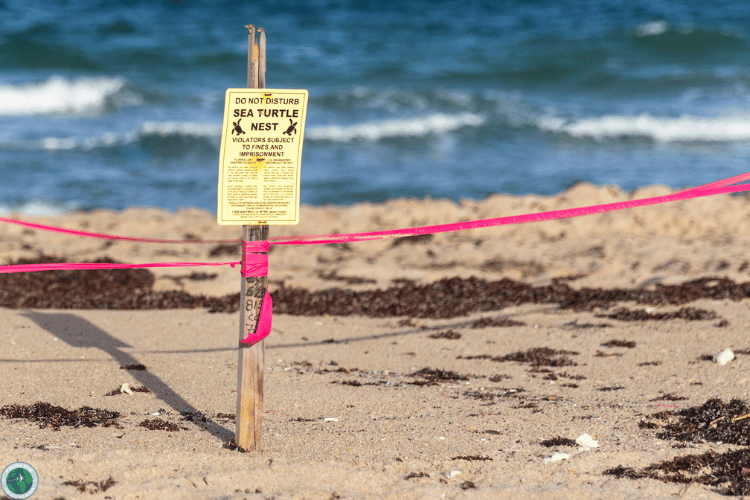 Dune Tortoise Campground Safety Guidelines and Regulations